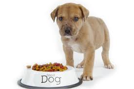 Proper Food for your Dog