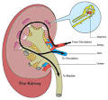 Disease Pictures