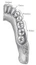 Canine tooth - Wikipedia, the free encyclopedia