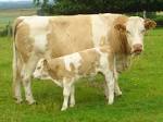 File:Cow calf dsc06512.jpg - Wikimedia Commons