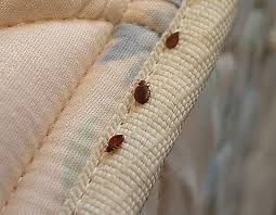 Bed bugs