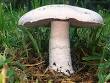 Agaricales - Wikipedia, the free encyclopedia