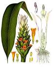 File:Curcuma longa - Köhler–s Medizinal-Pflanzen-199.jpg ...