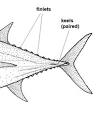 Fish anatomy - Wikipedia, the free encyclopedia
