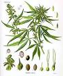 Cannabis sativa - Wikipedia, the free encyclopedia