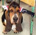 dead-dog « Duchymindsong's Weblog