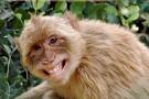 Funny Monkey Picture