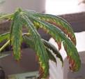 heat stress in marijuana plants