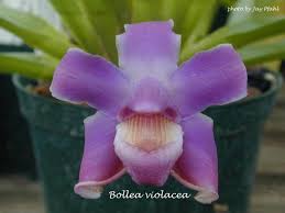 Afbeeldingsresultaat voor Bollea violacea