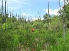 A person walks in the woods - via Daymix