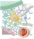 Glial Cell Types - Netter Medical Artwork