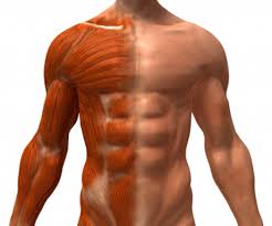 how to build muscle fast
