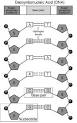 <b>Nucleotide</b>