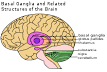 ADHD to <b>Tourette syndrome</b>,