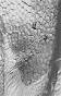 Lepidoteuthis grimaldii - Wikipedia, the free encyclopedia