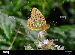 Attēlu rezultāti vaicājumam “Argynnis aglaja underside”