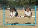 Mid-Arizona Shetland Sheepdog Club Rescue