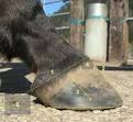 Wild Horse artgerechte Pferdehaltung