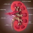 <b>Falência renal</b> em cães,
