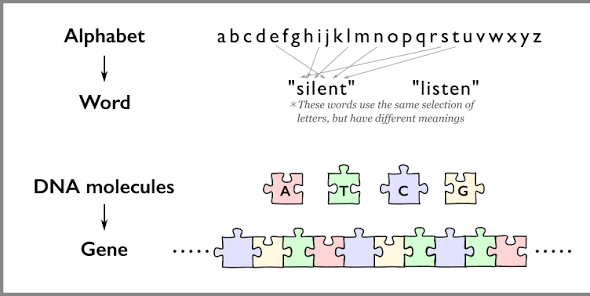 Snapshot: What is DNA Sequencing? - National Ataxia Foundation