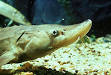Sturgeon: Facts, Discussion Forum, and Encyclopedia Article