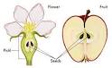 The History of Life on Earth: Science Project by Dannel Yeo and ...