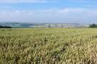SY6296 : Wheat field at Baby - via Daymix