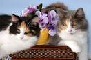 Calico Cats: Your best photo site for calico cats and kittens