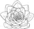 Flower Drawings: How to Draw