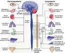 The <b>Peripheral Nervous</b> System