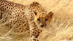 Download Cheetah Wildlife Wallpaper 1920x1080 | Wallpoper #