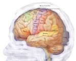 Laughter lights up our faces, brains | TopNews