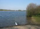 An odd couple. Water fowl on the shore of Whitlingham Great Broad. - via Daymix