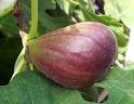 Cheesemaking Help, News and Information: Making Rennet From Fig Sap?!!