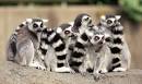 Lemur - info and games