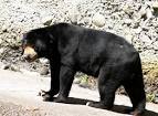 SUN BEAR (Helarctos malayanus) - Animals - A-Z Animals - Animal.