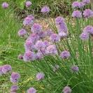 Allium schoenoprasum (Chives) - Fine Gardening Plant Guide