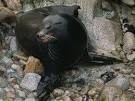 California SEA LIONs, California SEA LION Pictures, California Sea ...