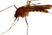 CDC - Eastern Equine Encephalitis