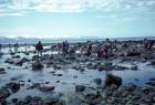 Homer seaweek at bishops beach - via Daymix