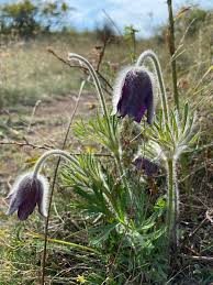 Image result for Anemone pratensis