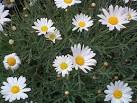 <b>Anthemis</b>