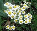 Chamomile German Oil - Buy Chamomile German Oil
