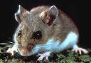 Rats and Mice - End O Pest provides the best pest control service ...