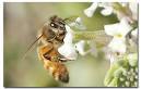 Killer Bees - Africanized Honey Bees (