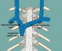 Superior Mediastinum