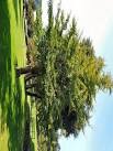 WV5848 : United Nations Tree - via Daymix