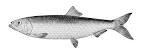 File:Clupea pallasii pallasii.jpg - Wikimedia Commons