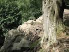 TQ5335 : Tree roots on a rock - via Daymix