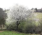 More sizes. Blackthorn tree - via Daymix